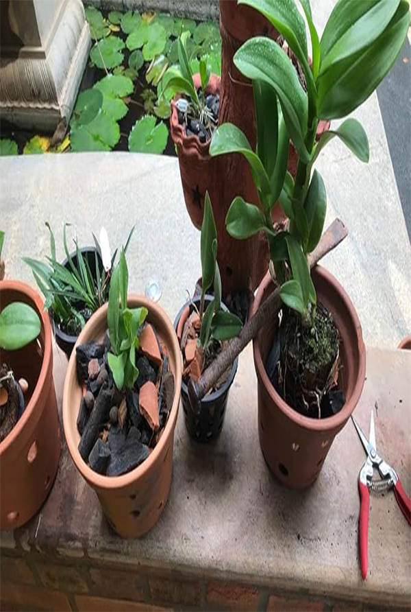 Clay chips used in plant pots to improve drainage, support root health, and enhance garden soil naturally.