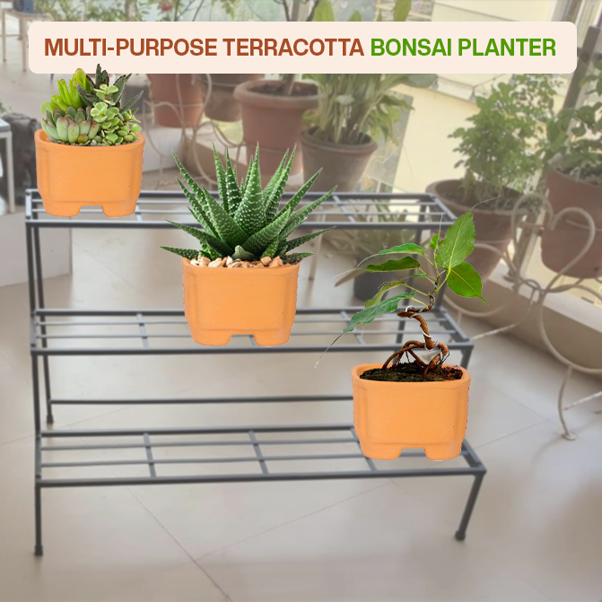 Terracotta Square Shape Bonsai Pot Pack of 2- (Width 3.7 inch)