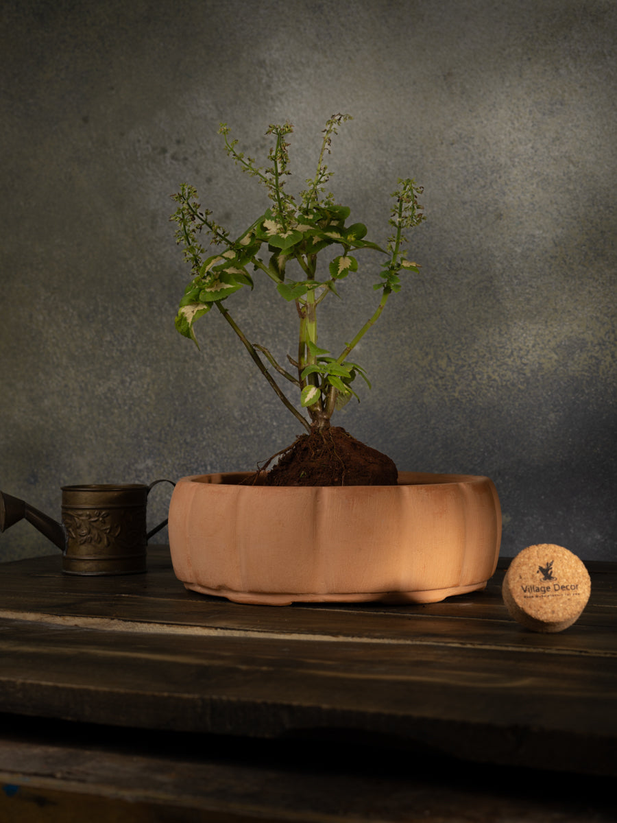 Terracotta Round Shape Bonsai Planter pot, great for adding earthy tones to indoor and garden spaces.