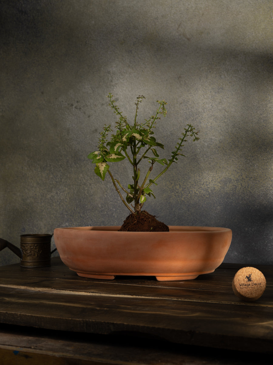 Terracotta Oval Shape Bonsai Planter pot, great for adding earthy tones to indoor and garden spaces.