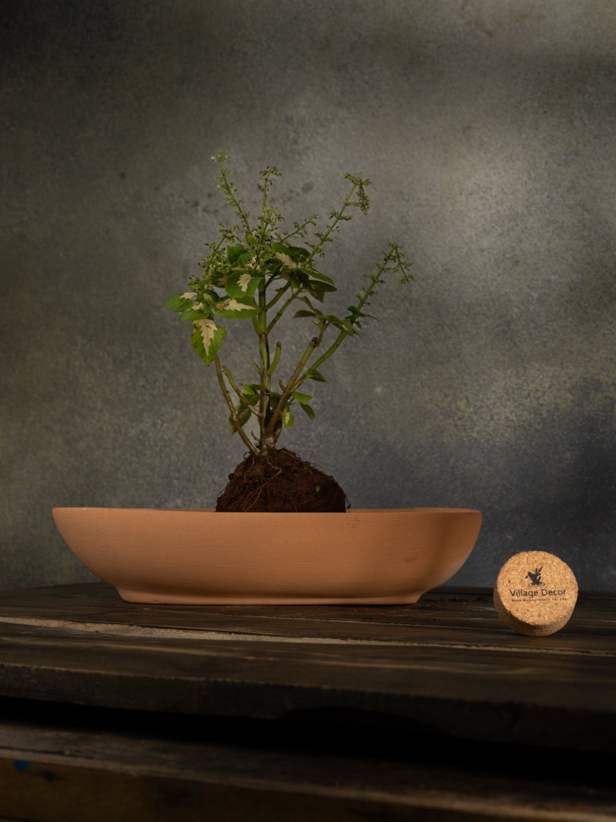 Terracotta uneven Shape Bonsai Planter pot, great for adding earthy tones to indoor and garden spaces.