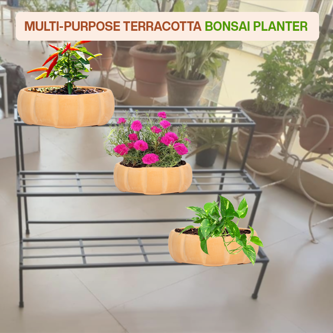Multi-purpose terracotta indoor planter ideal for bonsai, flowering plants, herbs, and balcony garden setups.