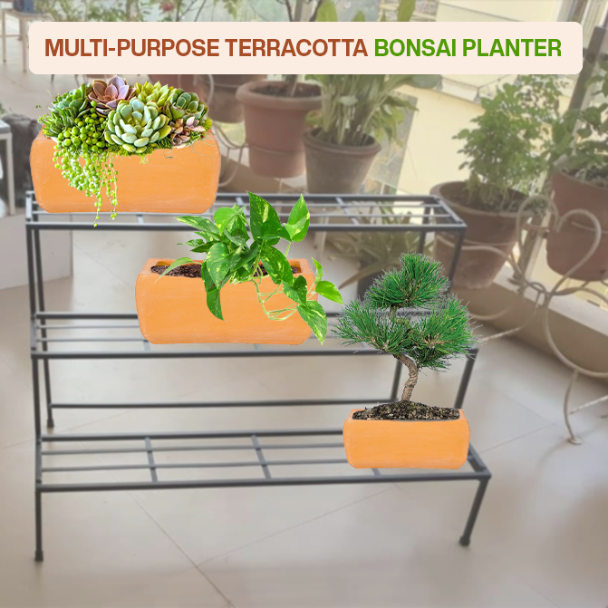 Multi-purpose terracotta indoor planter ideal for bonsai, flowering plants, herbs, and balcony garden setups.