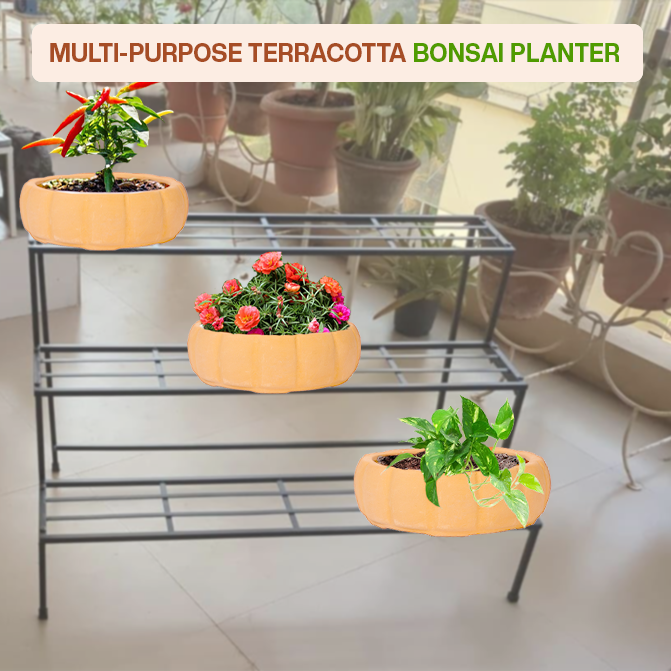 Multi-purpose terracotta indoor planter ideal for bonsai, flowering plants, herbs, and balcony garden setups.