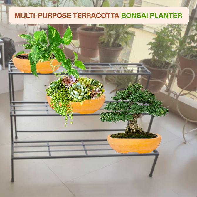 Multi-purpose terracotta indoor planter ideal for bonsai, flowering plants, herbs, and balcony garden setups.