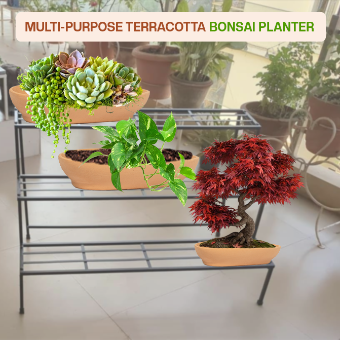 Multi-purpose terracotta indoor planter ideal for bonsai, flowering plants, herbs, and balcony garden setups.