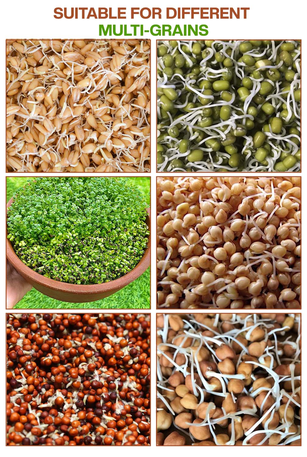 Collage showing various sprouted grains including wheat green gram fenugreek chickpeas mustard and radish grown in a terracotta sprout maker suitable for multi grain sprouting.