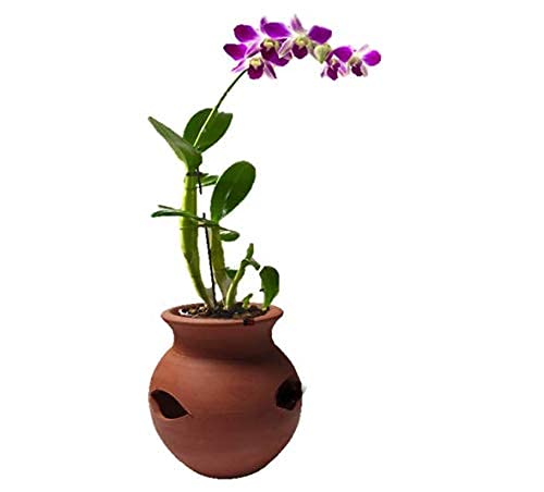 Terracotta Orchid Pot Pack of 1