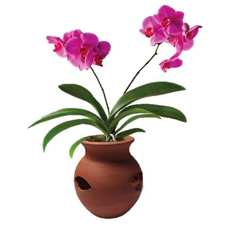 Terracotta Orchid Pot Pack of 1