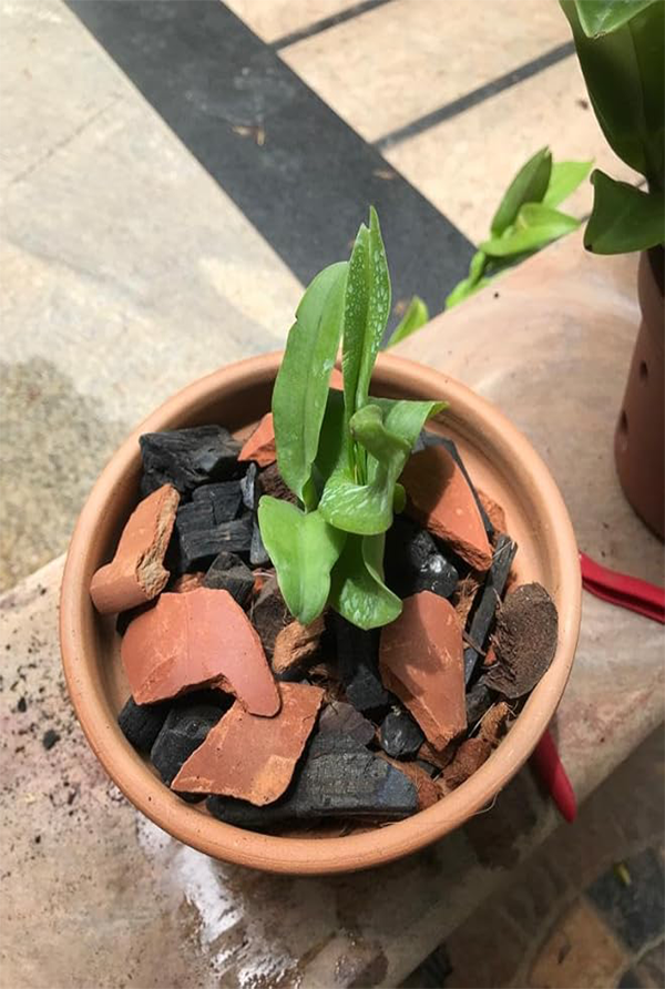 Clay chips and charcoal used in a terracotta pot to support plant growth and improve drainage in home gardening.

