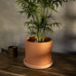 Terracotta Flower Pot with Bottom Tray  8.5 inch
