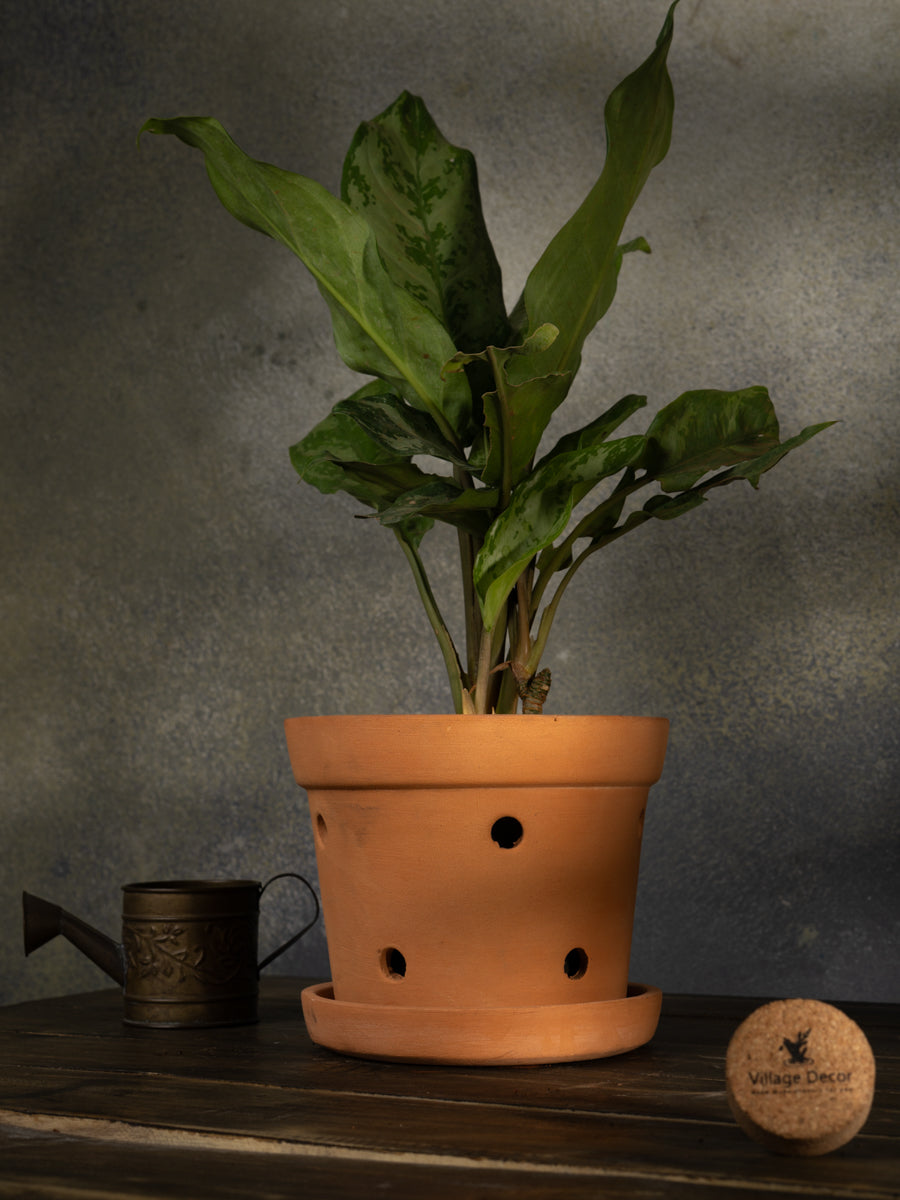 Terracotta Orchid Pot 6 inch 1 Qty