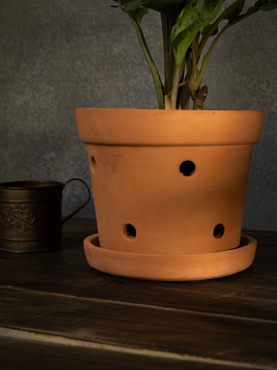 Terracotta Orchid Pot 6 inch 1 Qty
