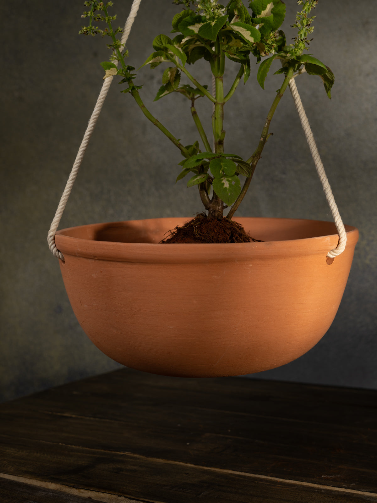 Terracotta Hanging Bowl Planter with Rope