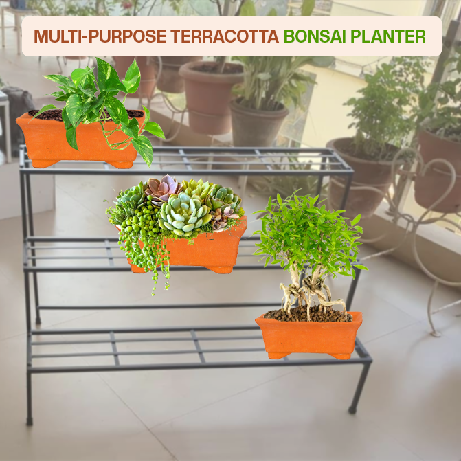 Village Decor Terracotta Rectangular Tray Shape Bonsai Planter Pack of - 2 (Height - 2 inch)
