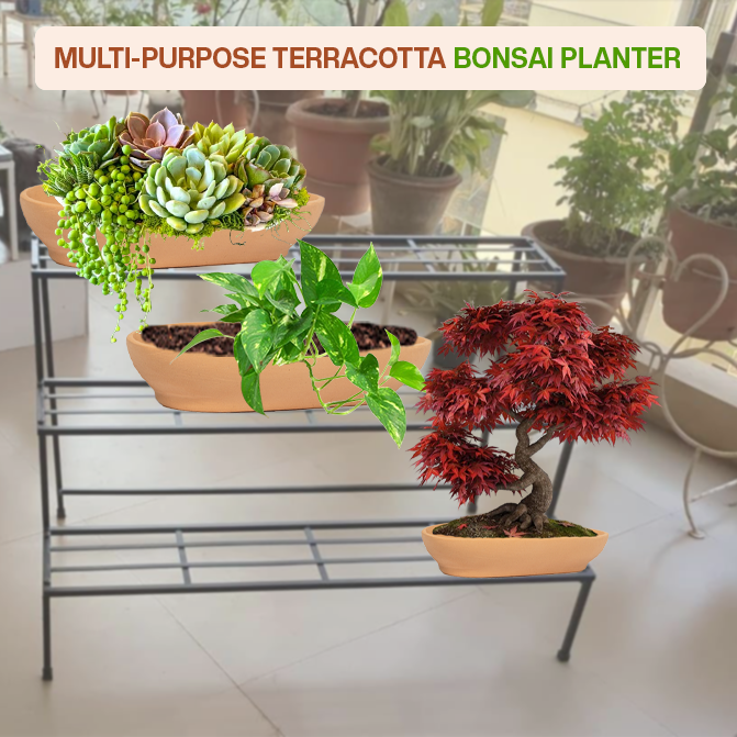 Village Decor Terracotta Uneven shape Bonsai planter (Big)