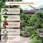 Village Decor Terracotta Oval shape Bonsai Planter (L * W - 9.3 * 7 inch)…