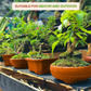 Terracotta Square Shape Bonsai Pot Pack of 2- (Width 3.7 inch)