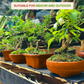 Village Decor Terracotta Round Shape Bonsai Planter - Dia 8 inch