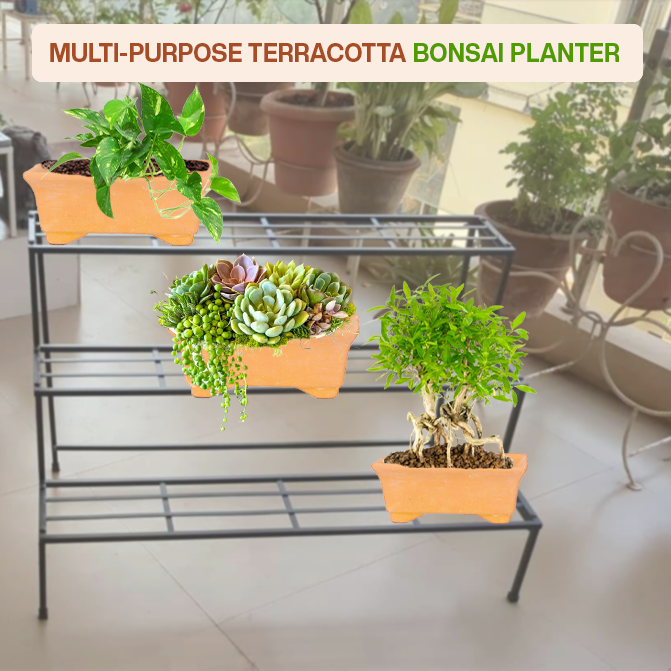 Multi-purpose terracotta indoor planter ideal for bonsai, flowering plants, herbs, and balcony garden setups.
