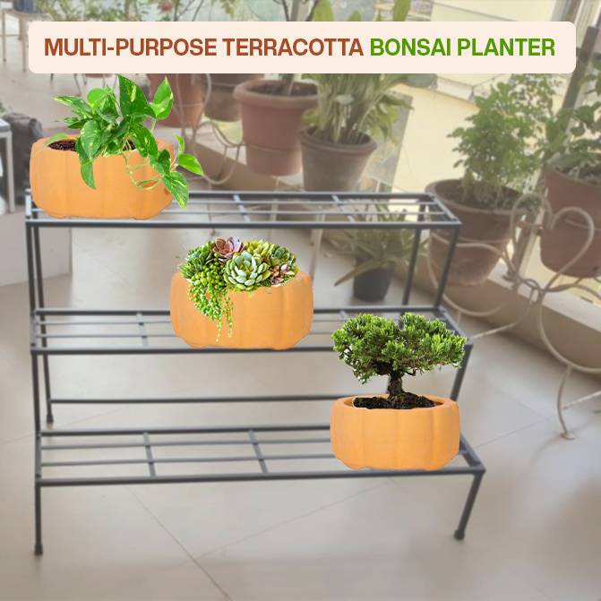 Multi-purpose terracotta indoor planter ideal for bonsai, flowering plants, herbs, and balcony garden setups.
