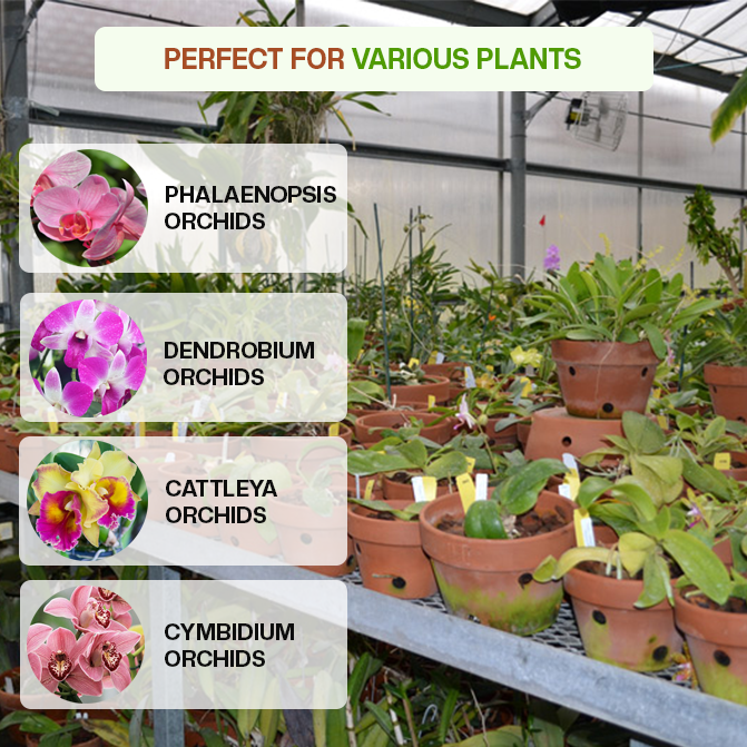 Terracotta garden pots with drainage, ideal for indoor planting of orchid varieties like Phalaenopsis, Dendrobium, Cattleya, and Cymbidium-perfect breathable clay planters.
