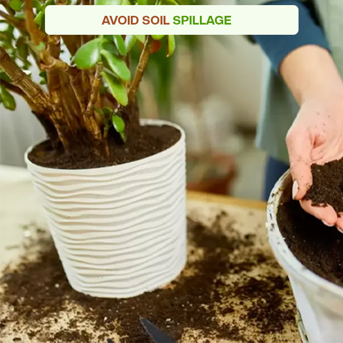 Close-up of soil spilling around a white flower pot during planting, showing the need for a base tray to keep indoor areas clean and mess-free

