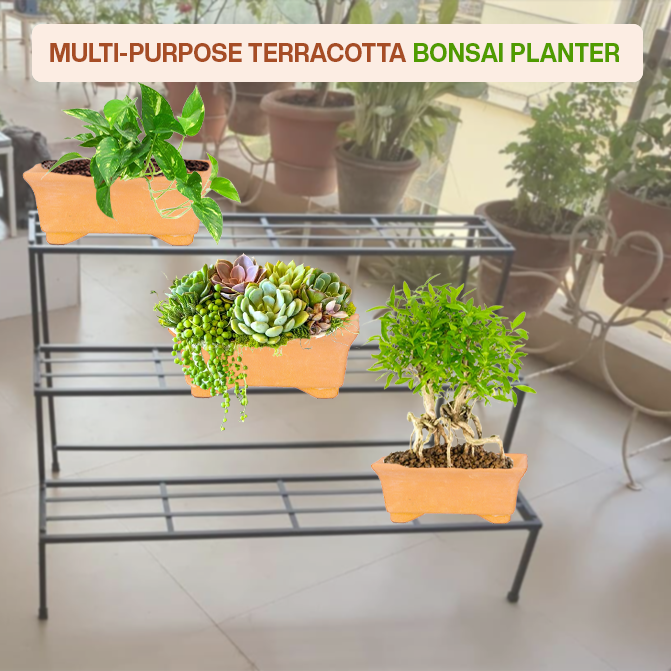 Village Decor Terracotta Rectangular Tray Shape Bonsai Planter Pack of - 2 (Height - 2 inch)