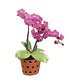 Terracotta Orchid Pot 7 inch 1 Qty