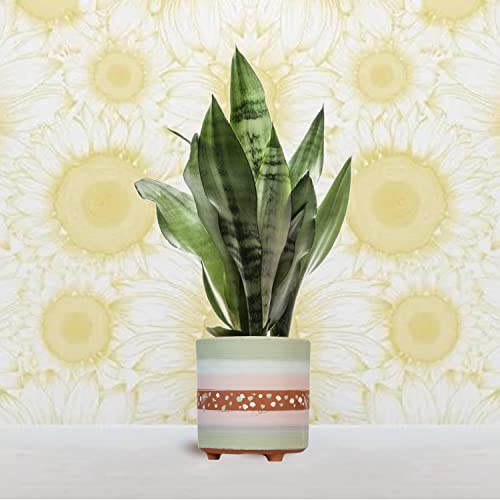 Terracotta Painted Plant Container with Bottom Tray