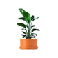 Terracotta Plant Container with Bottom Tray  10  inch